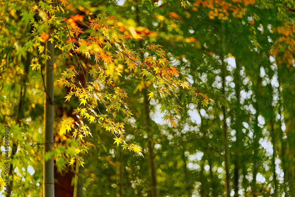 大田黒公園の紅葉と竹林 大田黒公園の紅葉と竹林