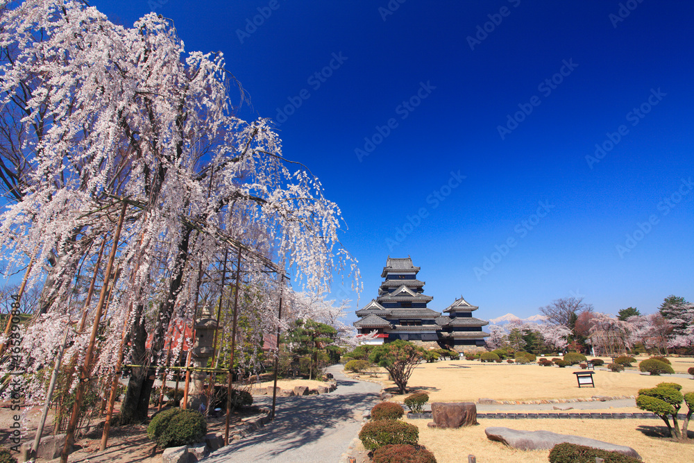 シダレザクラと松本城, 日本,長野県,松本市
