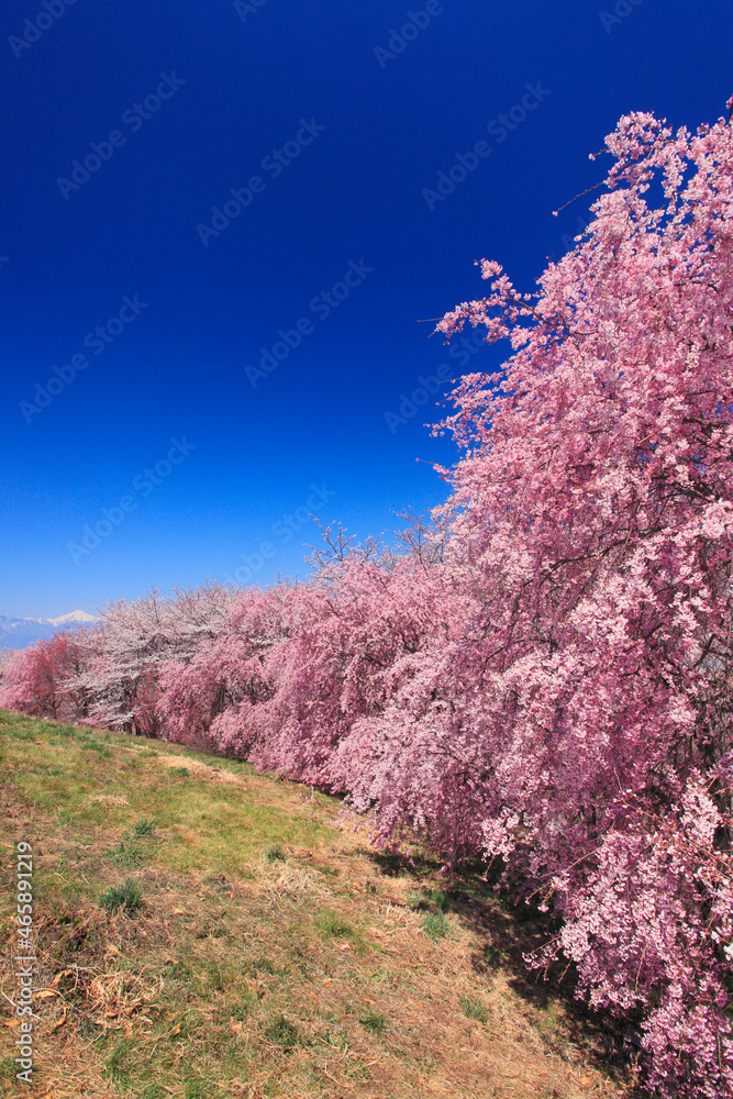 ベニシダレとソメイヨシノの桜並木と常念岳遠望, 日本,長野県,松本市