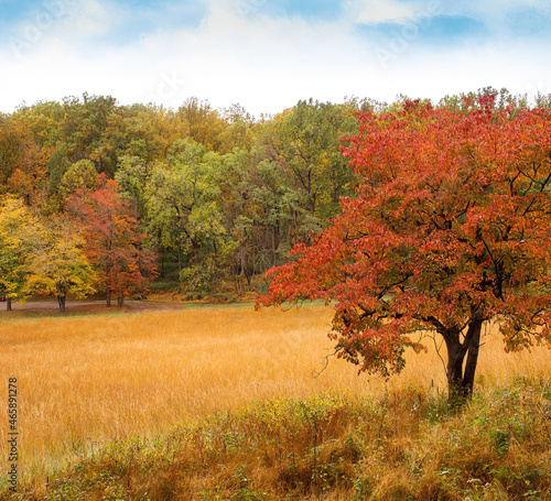 Tree with red leaves in Autumn, on hill of yellow grass with a gentle slope. Forest at bottom of hill, blue sky with clouds above. Jockey Hollow, Morristown National Historical Park, New Jersey, USA. photo