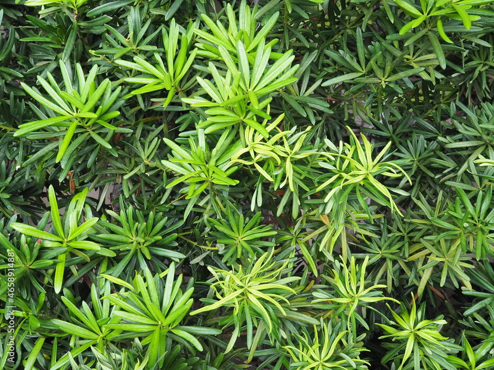 Young leaves of pine pie or imperial pine (PODOCARPACEAE) is an auspicious tree. Scientific name Podocarpus polystachyus The leaves are thick, glossy, smooth, dark green leaves. Planted in the garden. Young leaves of pine pie or imperial pine (PODOCARPACEAE) is an auspicious tree. Scientific name Podocarpus polystachyus The leaves are thick, glossy, smooth, dark green leaves. Planted in the garden.