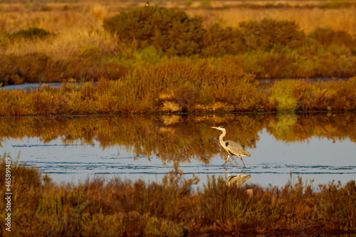 Crane feeding in Pond of the Pesquiers Natural site in Hyères