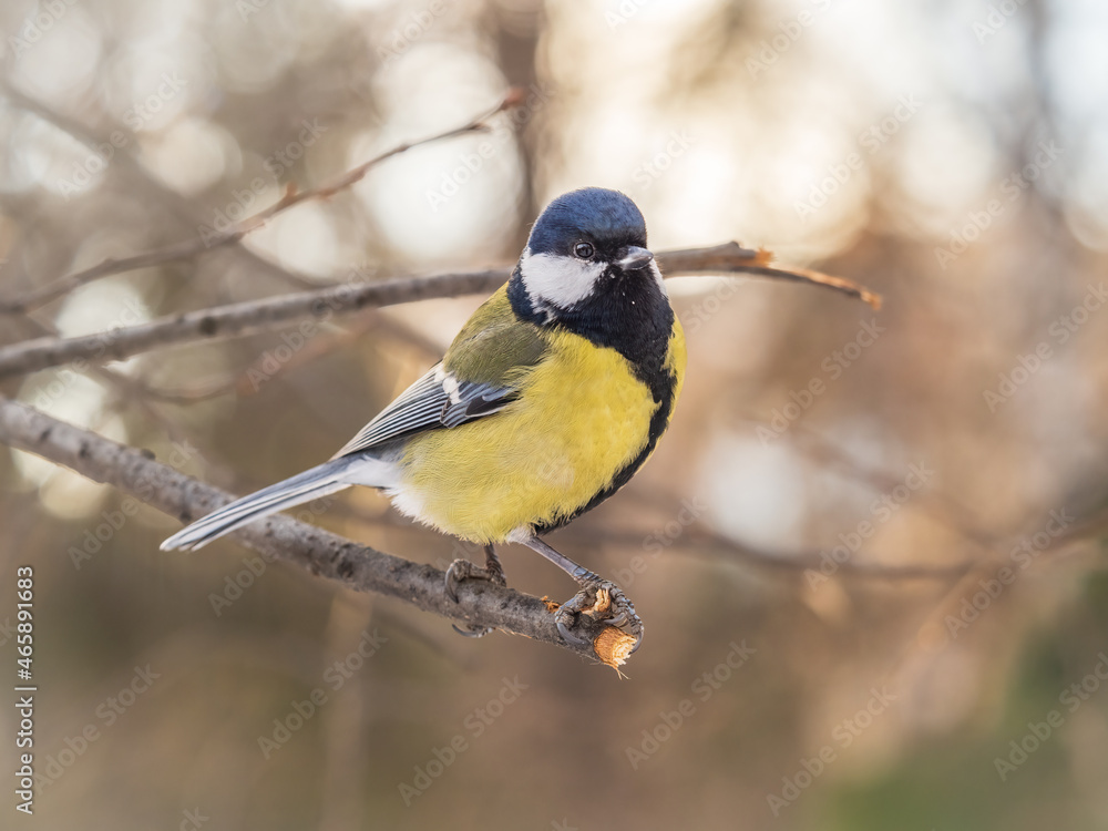 Obraz premium Cute bird Great tit, songbird sitting on a branch without leaves in the autumn or winter.