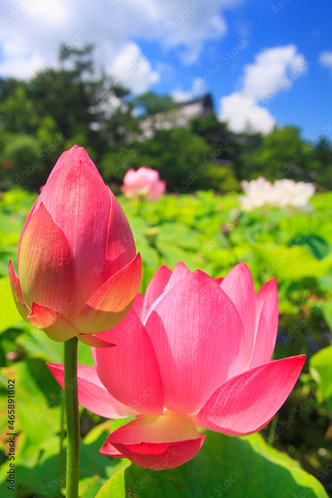 ハスと信濃国分寺, 日本,長野県,上田市