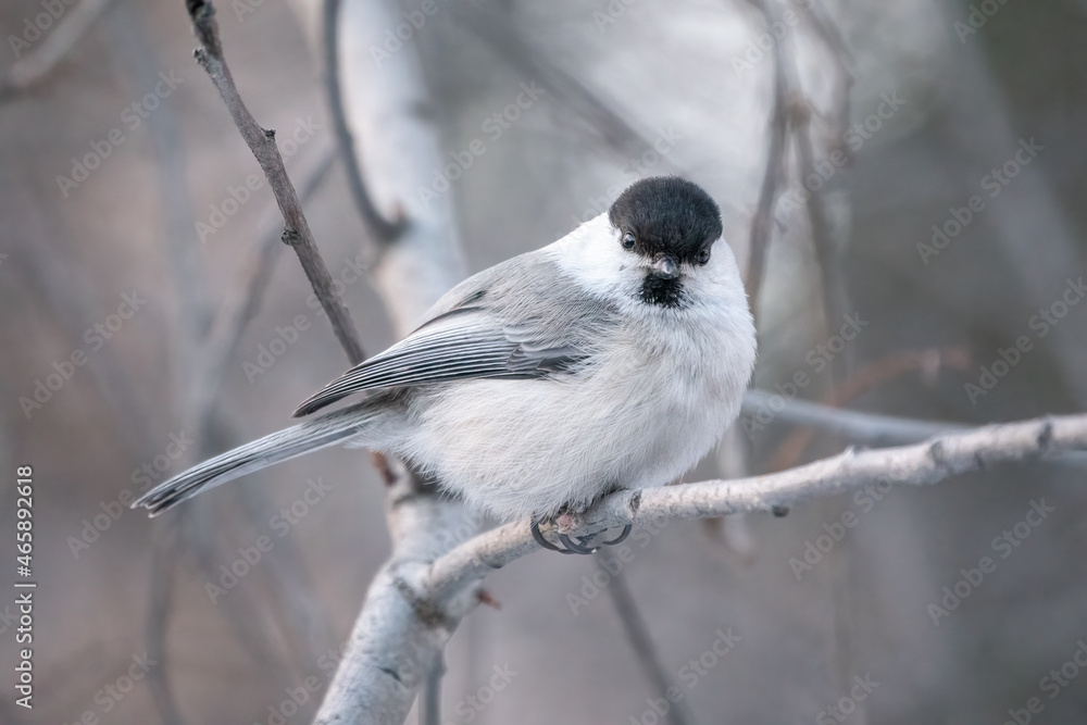 Cute bird the willow tit, song bird sitting on a branch without leaves in the winter. Cute bird the willow tit, song bird sitting on a branch without leaves in the winter.