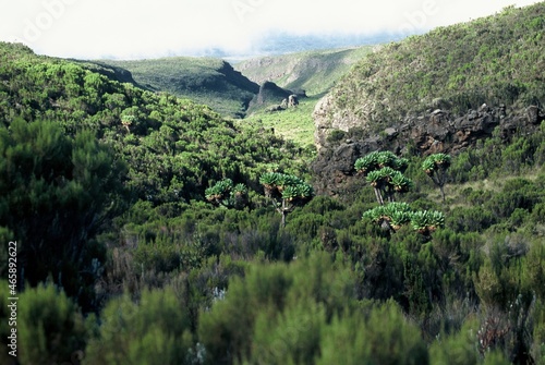 Moorland habitat on the lower slopes of Mt. Kilimanjaro in East Africa. photo