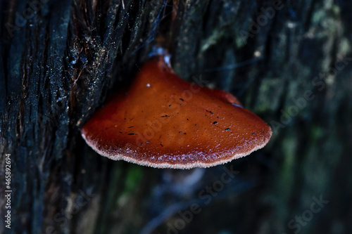 Fungi along the Lyrebird Walk in a Mountain Ash in Mirboo North, Gippsland, Victoria, Australia