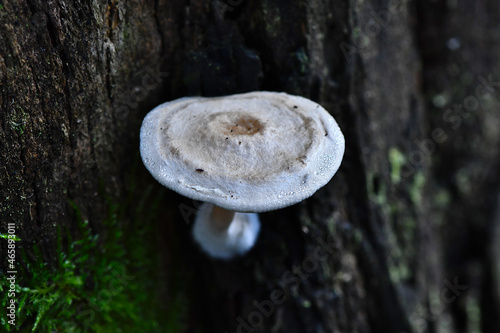 Fungi along the Lyrebird Walk in a Mountain Ash in Mirboo North, Gippsland, Victoria, Australia