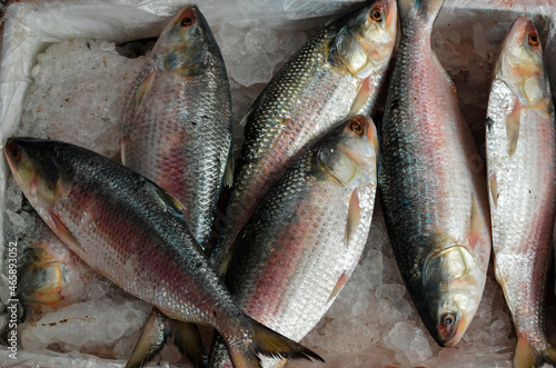 Pile of Fresh Ilish Fish or Hilsa Fish. photo