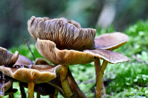 Fungi along the Lyrebird Walk in a Mountain Ash in Mirboo North, Gippsland, Victoria, Australia