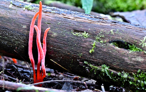 Fungi along the Lyrebird Walk in a Mountain Ash in Mirboo North, Gippsland, Victoria, Australia