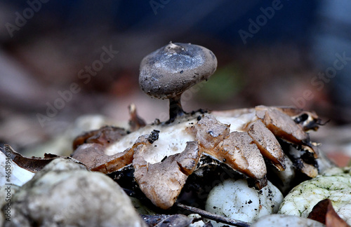 Geastrum pectinatum -  beaked earthstar or beret earthstar fungi in in Autumn, mushroom which may also be a toadstool, growing in an urban garden in Gippsland, Victoria, Australia