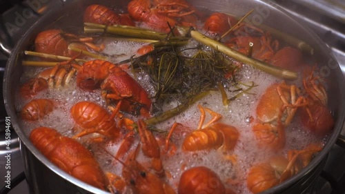 A man removes the lid from a pot of boiling crayfish on a gas stove. Steam rises from crayfish boiled with dill. photo