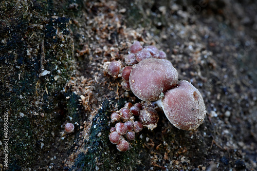 Fungi in the Wonthaggi Wetlands Condservation Park in Autumn, mushroom which may also be a toadstool