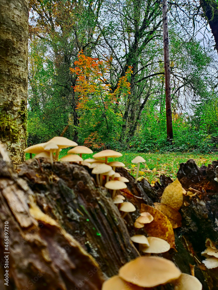 Obraz premium Mushrooms in a Log