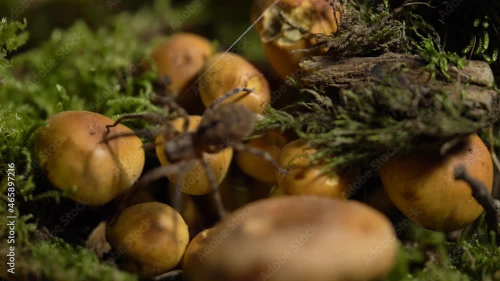 Zoropsis Spider Walking on Mushrooms and Green Moss at the Forest - Static Macro Zoropsis Spider Walking on Mushrooms and Green Moss at the Forest - Static Macro
