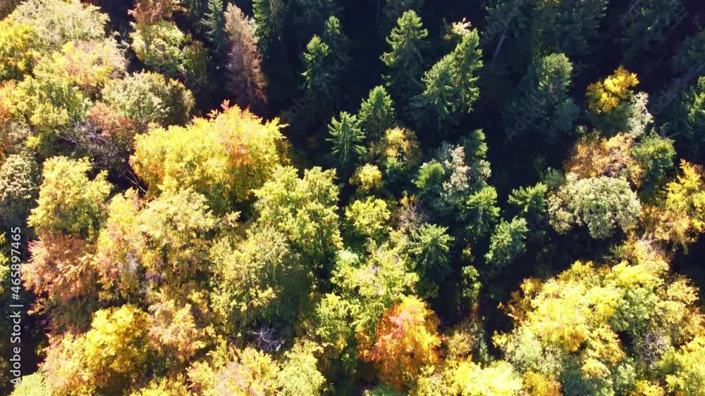Upwards panning camera movement revealing autumn fall coloured forest Upwards panning camera movement revealing autumn fall coloured forest
