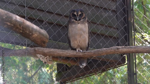 Brown Wood Owl (Strix leptogrammica) on branch In Captivity Enclosed In Woven Wire Cage At The Zoo photo