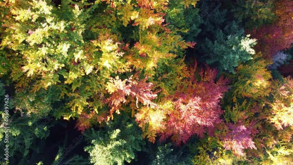 Aerial view of yellow, red and green autumn forest in Switzerland with beautifully coloured deciduous trees and fir trees. Aerial view of yellow, red and green autumn forest in Switzerland with beautifully coloured deciduous trees and fir trees.