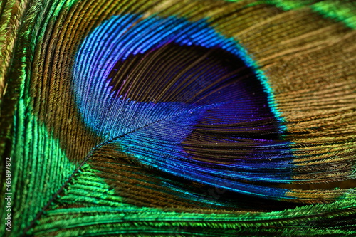 Indian peacock feather, colorful nature abstract design. 