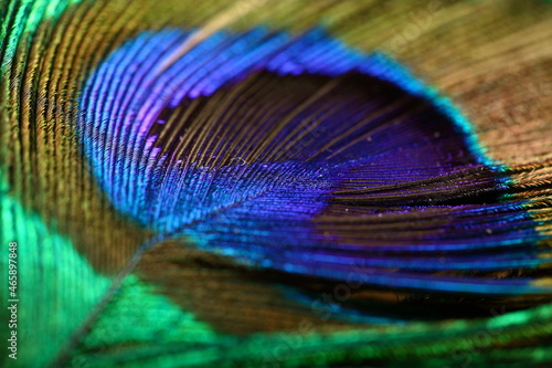 Indian peacock feather - fresh nature abstract concepts. © susansam90