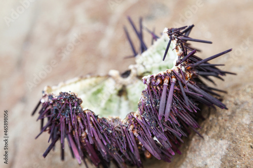 A spiky purple sea urchin lies broken in half on a sandy beach