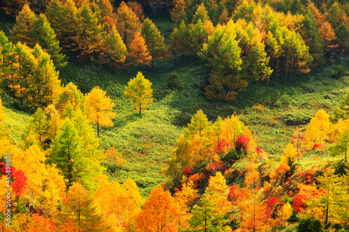 紅葉, 山ノ内町,長野県