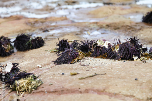 Several spiky purple sea urchins washed up on a sandy and rocky beach