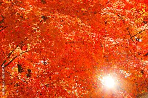 紅葉のモミジと朝の木もれ日, 上田市,長野県 photo