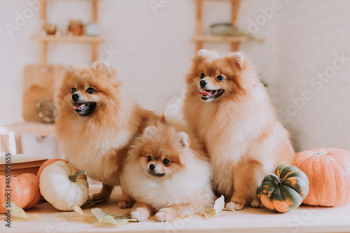 three small red fluffy pomeranians pose among pumpkins and stacks of books lying on a wooden table. family of three dogs. pet products. space for text. High quality photo
