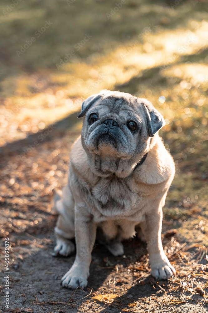 a beautiful dog is sitting in the autumn forest a beautiful dog is sitting in the autumn forest