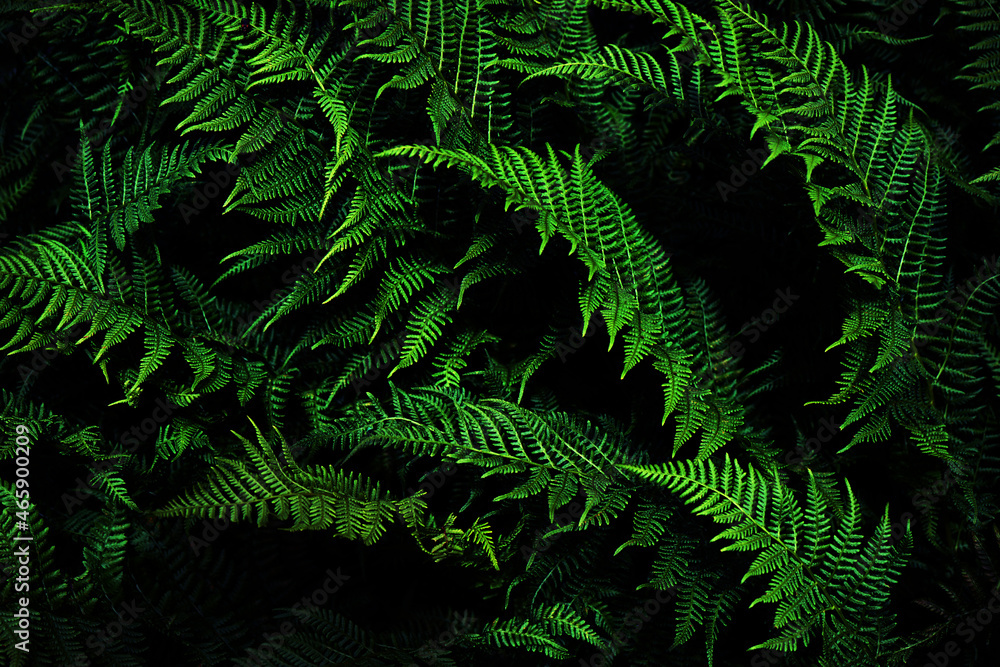 Dark green nature background. Fern leaves. Black green background for design.
