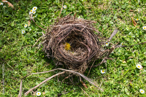 Twisted sticks form a bird's nest that's fallen to the green grass on the ground - a yellow flower in the nest and daisies surround.