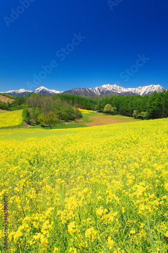 菜の花畑と北アルプス, 大町市,長野県