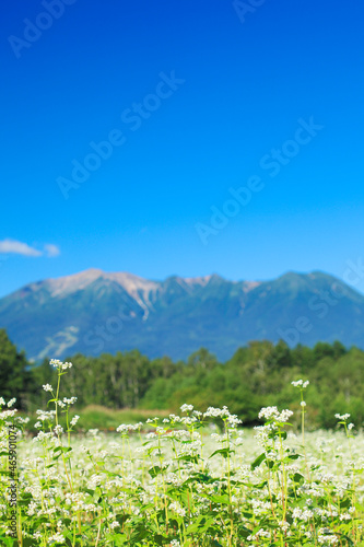 Wallpaper Mural 蕎麦の花畑と御岳, 木曽町,長野県 Torontodigital.ca