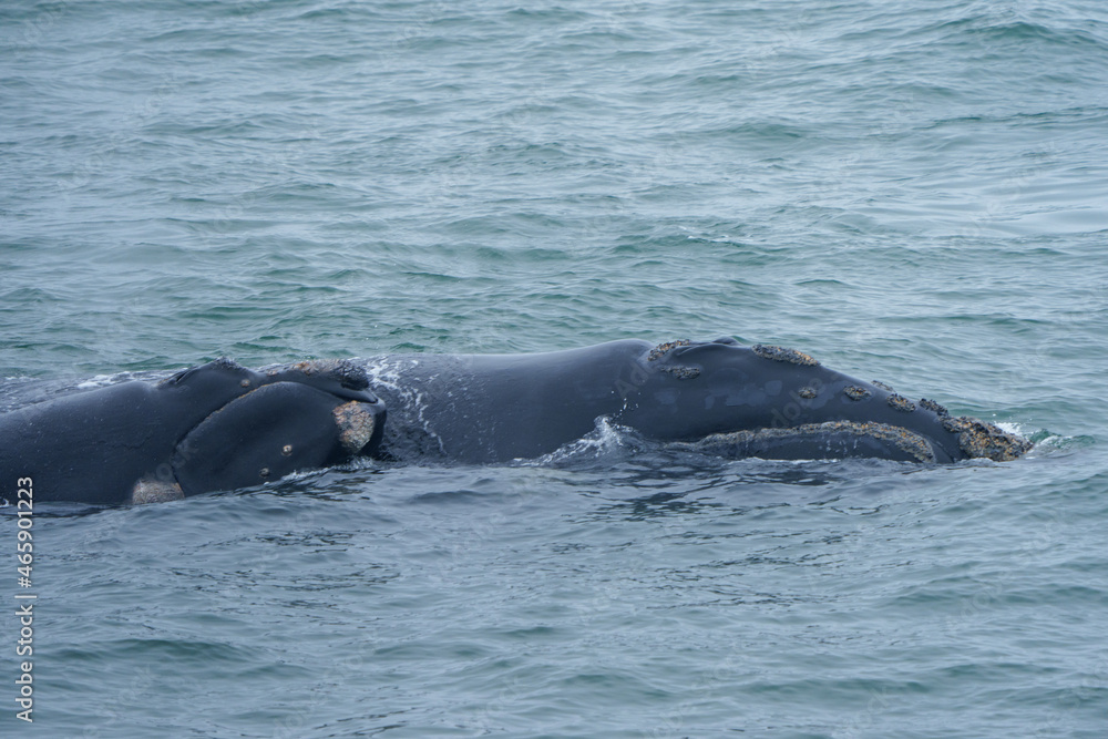Fototapeta premium Southern right whale (Eubalaena australis). Hermanus. Whale Coast. Overberg. Western Cape. South Africa