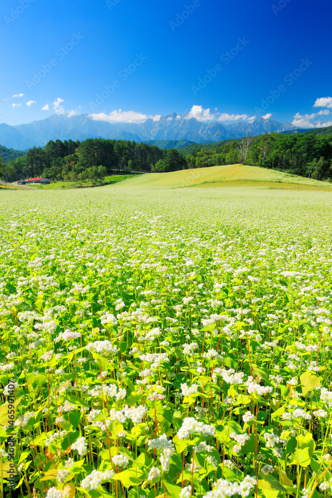 蕎麦の花畑と鹿島槍ヶ岳, 大町市,長野県 蕎麦の花畑と鹿島槍ヶ岳, 大町市,長野県