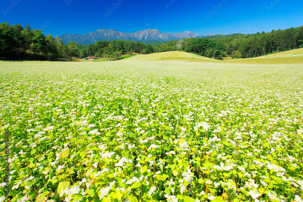 蕎麦の花畑と鹿島槍ヶ岳, 大町市,長野県 蕎麦の花畑と鹿島槍ヶ岳, 大町市,長野県