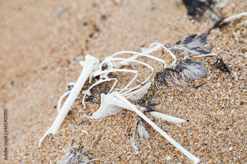 The bones of a dead seabird are exposed after being washed up onto a sandy beach