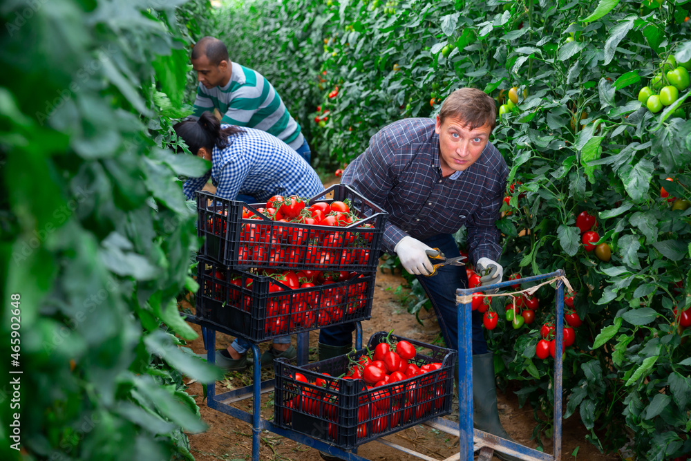 Obraz premium Experienced farm worker gathering crop of organic tomatoes grown in hothouse. Spring harvest time