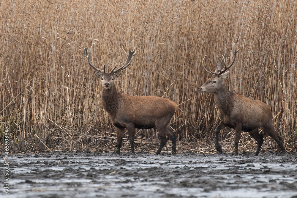 Fototapeta premium Beautiful male red deer with nice antlers in their natural habitat, Cervus elaphus, large animals in the wild, nature reserve, beautiful bulls and their antlers