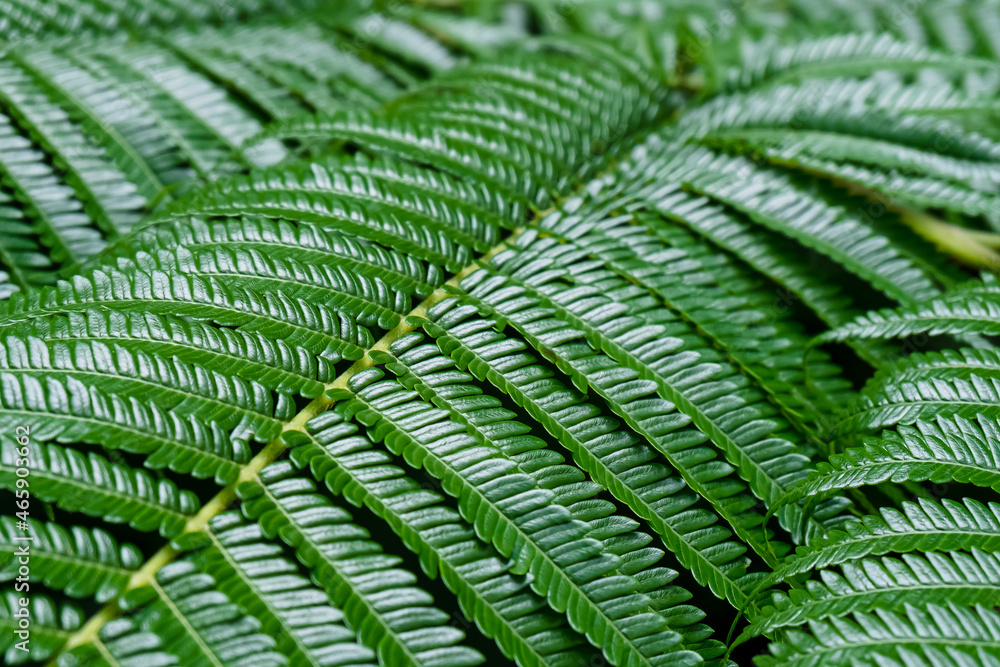 Close-up of green fern leaves in soft light