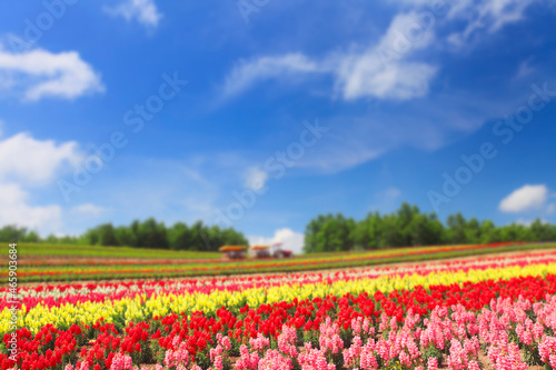 キンギョソウなど花畑の丘と遊覧車, 美瑛町,上川郡,北海道