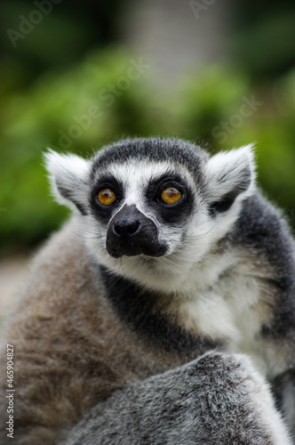 Lovely Lemur © Alison