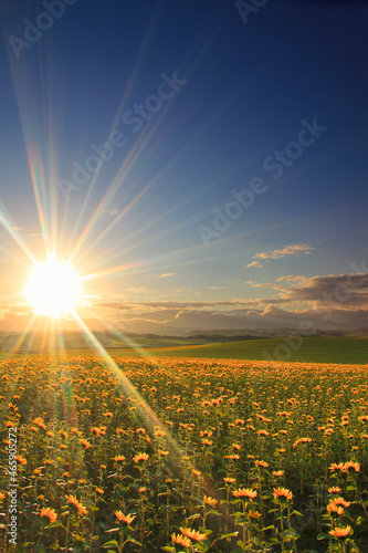 ヒマワリ畑と朝日と十勝連峰, 北海道,北海道,上川郡,美瑛町