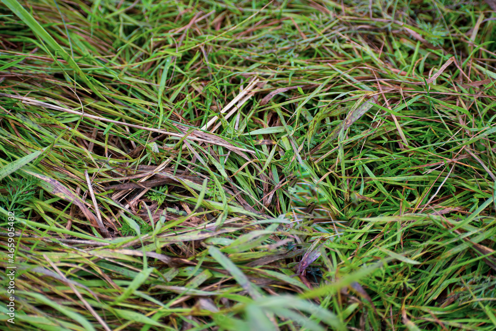 Green organic grass in a lawn. Summer closeup of small long leaves in a meadow. Water drops after the rain. Selective focus on the details, blurred background.