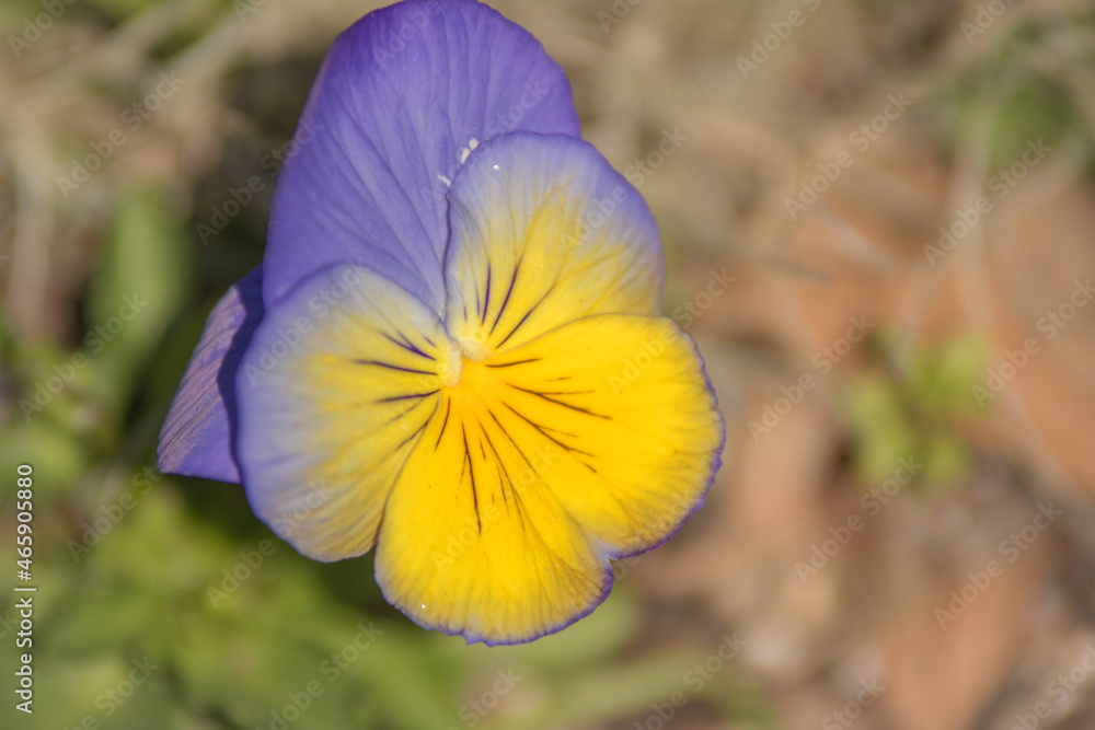 yellow and blue yellow and blue