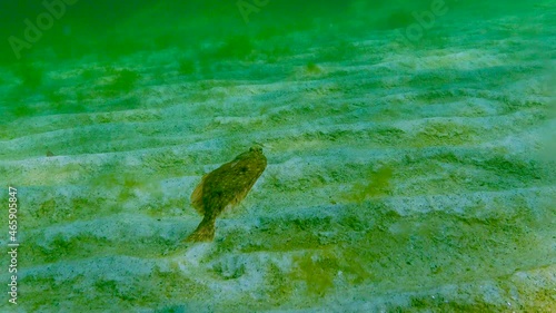 Black Sea, European flounder (Platichthys flesus luscus) floats in the water column photo