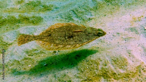 Black Sea, European flounder (Platichthys flesus luscus) floats in the water column photo