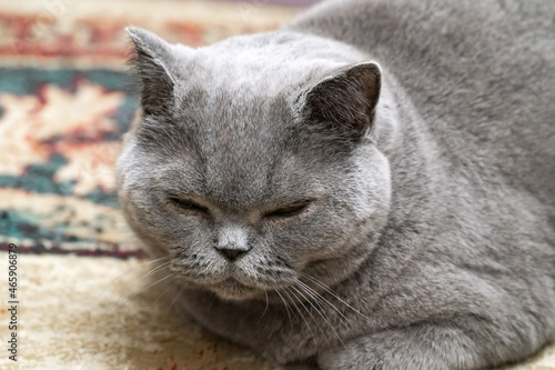 Sleeping shorthair british cat